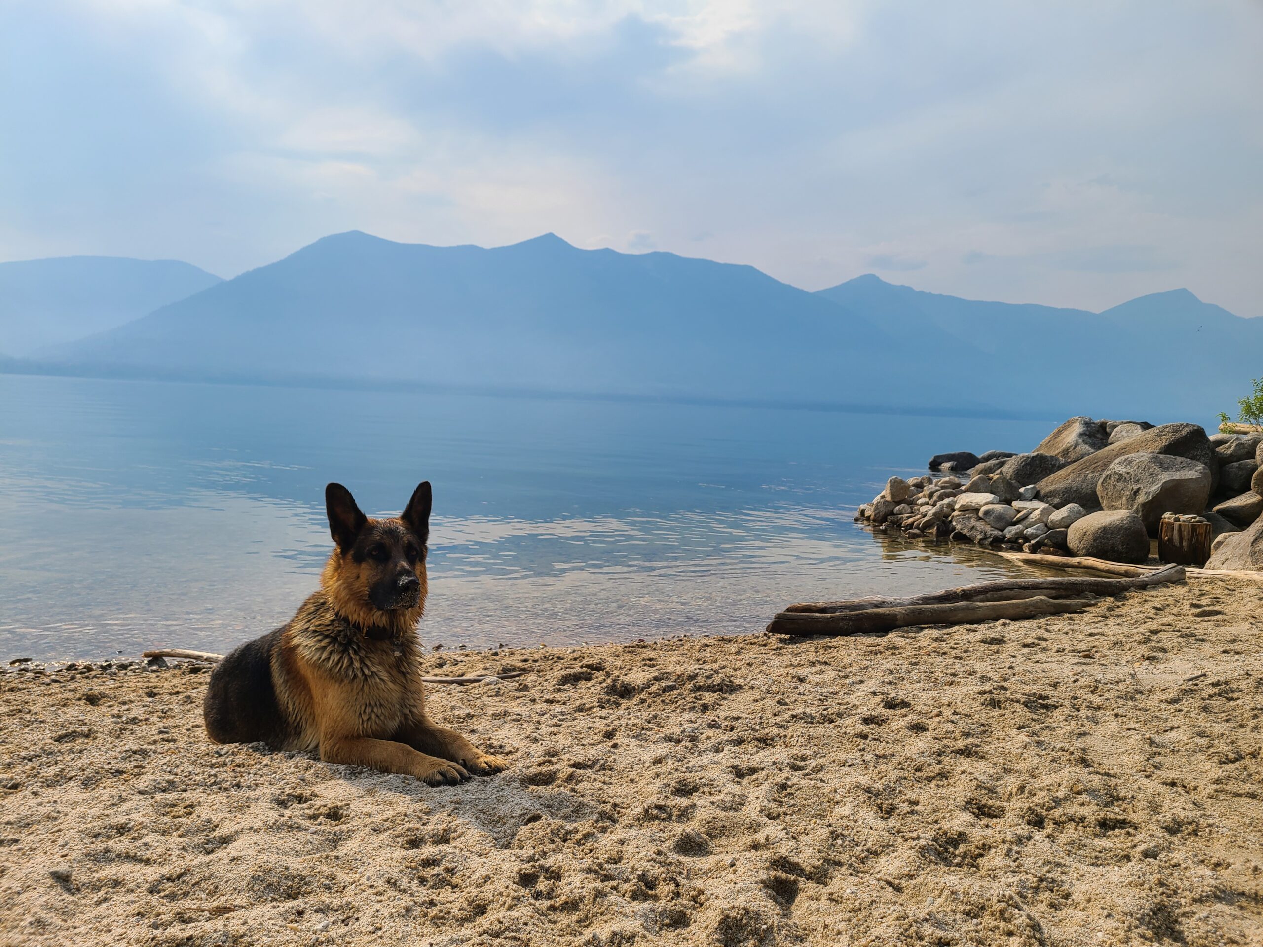 Dog lazing on beach at Kootenay Lake, BC