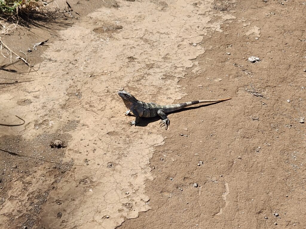 Iguana Sunbathing On Road in Costa Rica