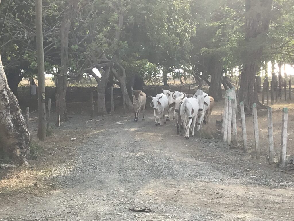 Cattle on rural road, Costa Rica