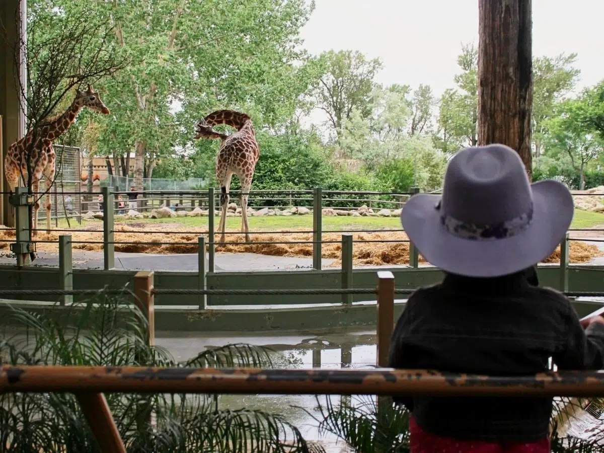 Calgary Zoo - Calgary Stampede Guide