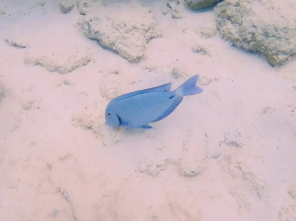 Scuba Diving Curacao