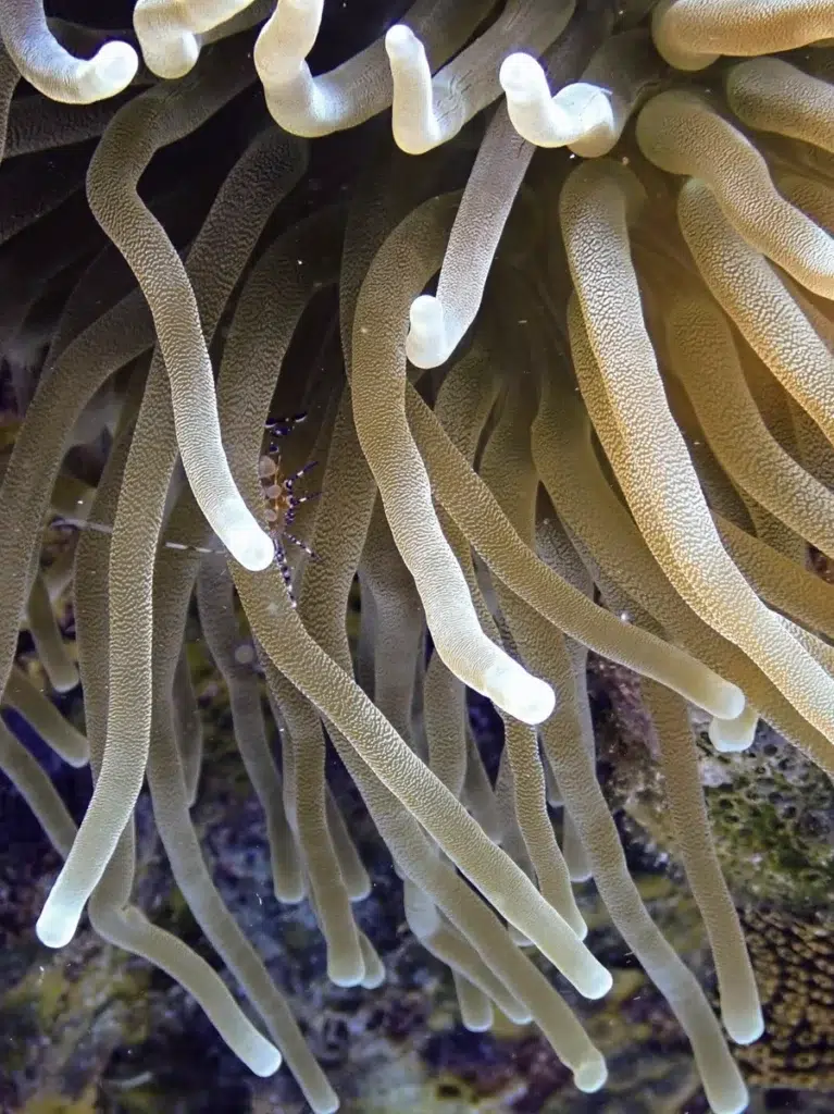 Scuba Diving Curacao