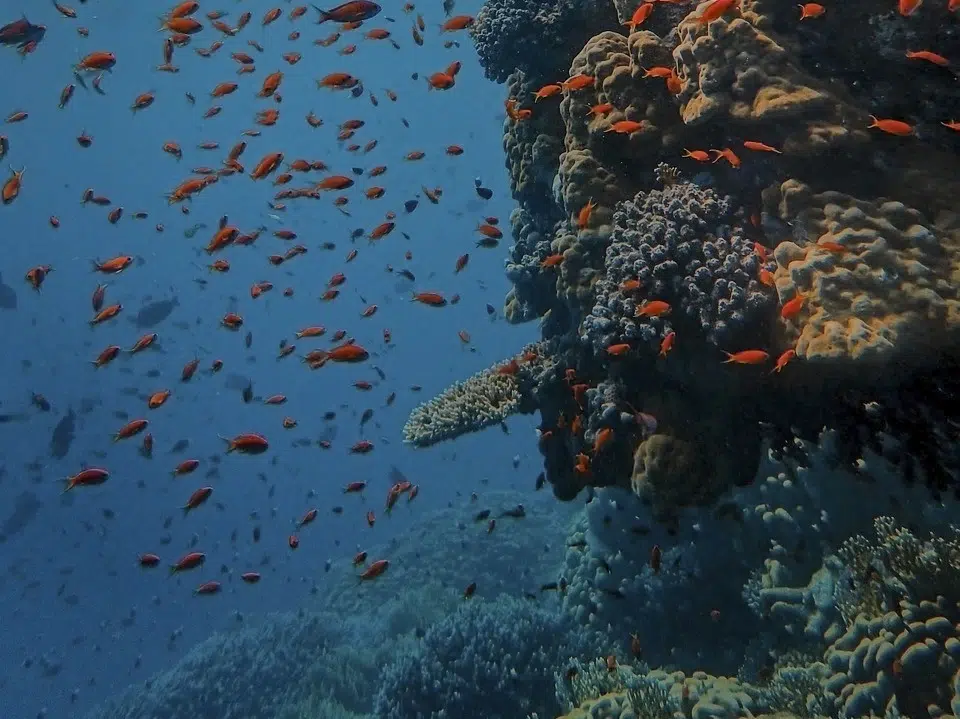 Scuba Diving Curacao - Underwater Landscape