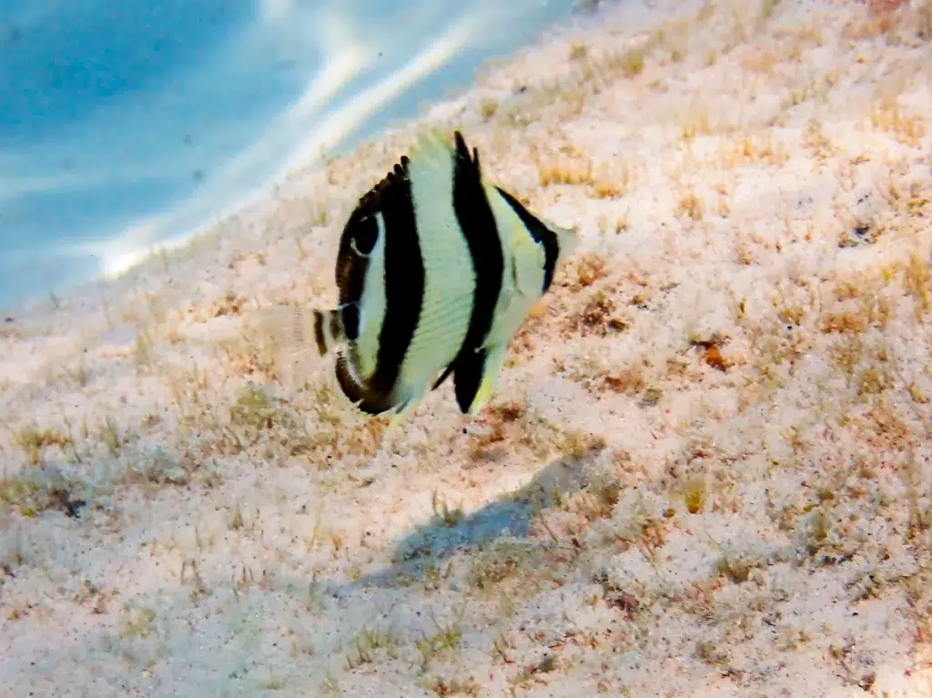 Scuba Diving Curacao