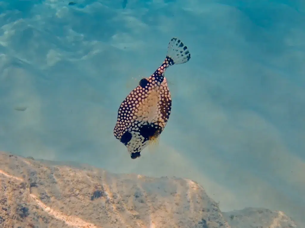 Scuba Diving Curacao