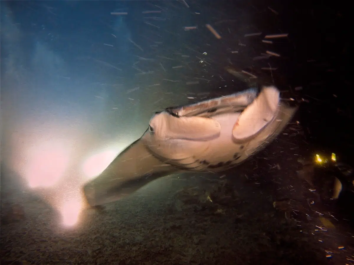 Big Island, Hawaii Manta Ray Snorkel