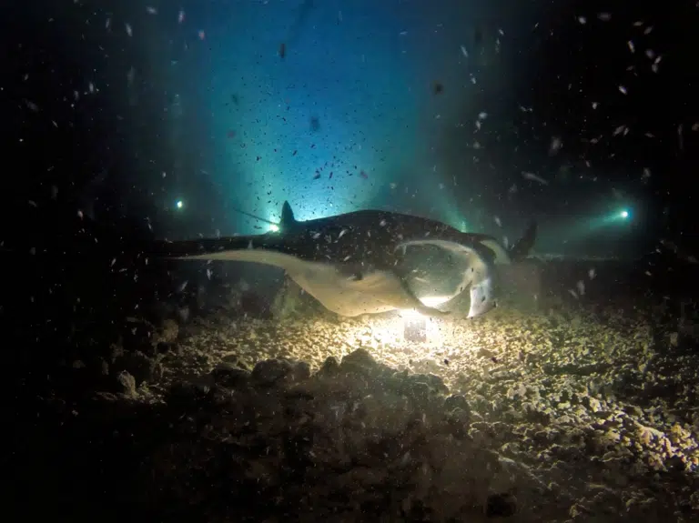 Kona Manta Ray Night Dive & Snorkel