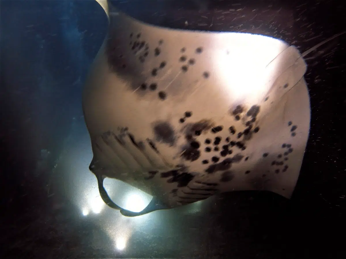 Kona Manta Ray Night Dive & Snorkel - Hawaii