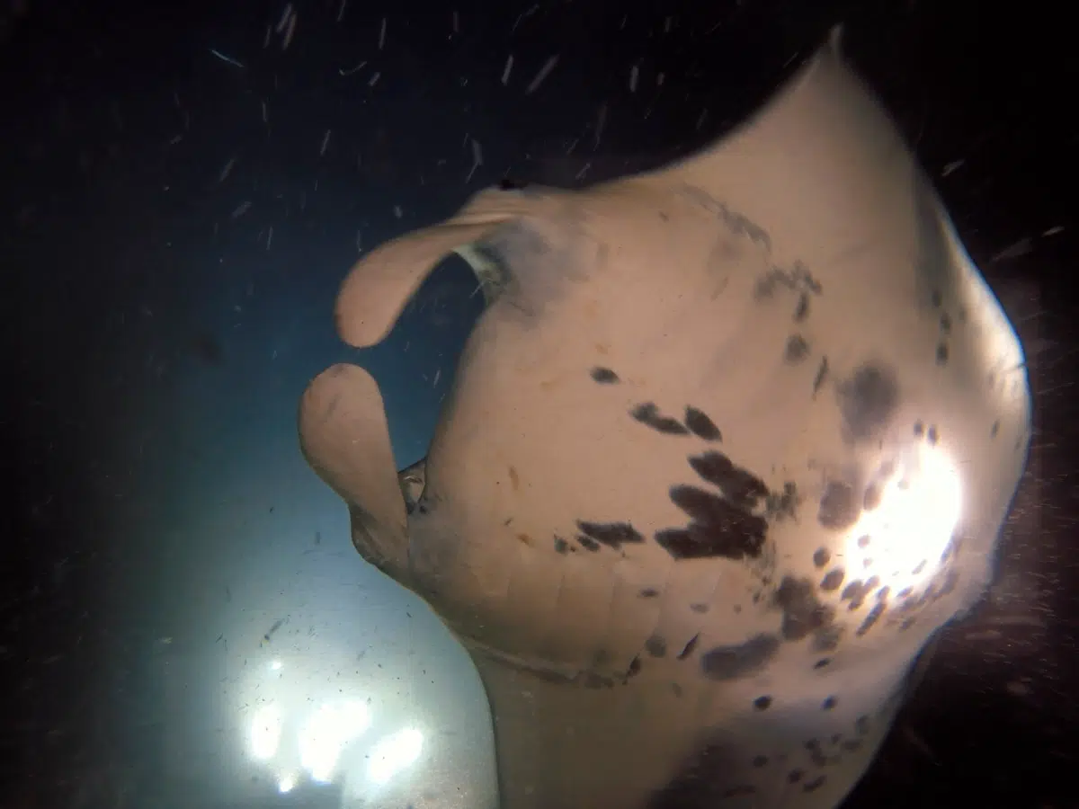 Manta Rays Big Island of Hawaii