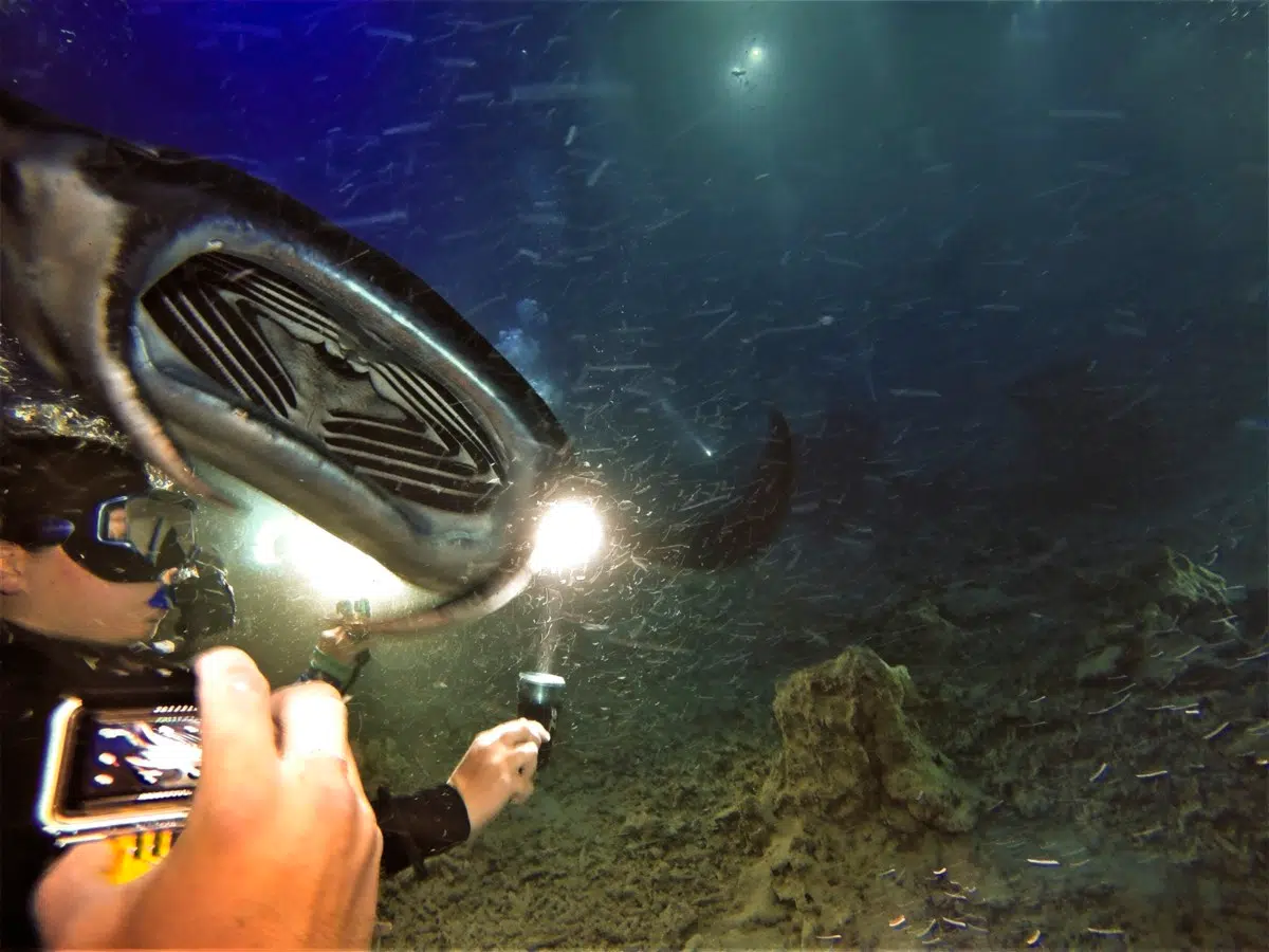 Scuba Diver with Manta Ray - Kona, Big Island