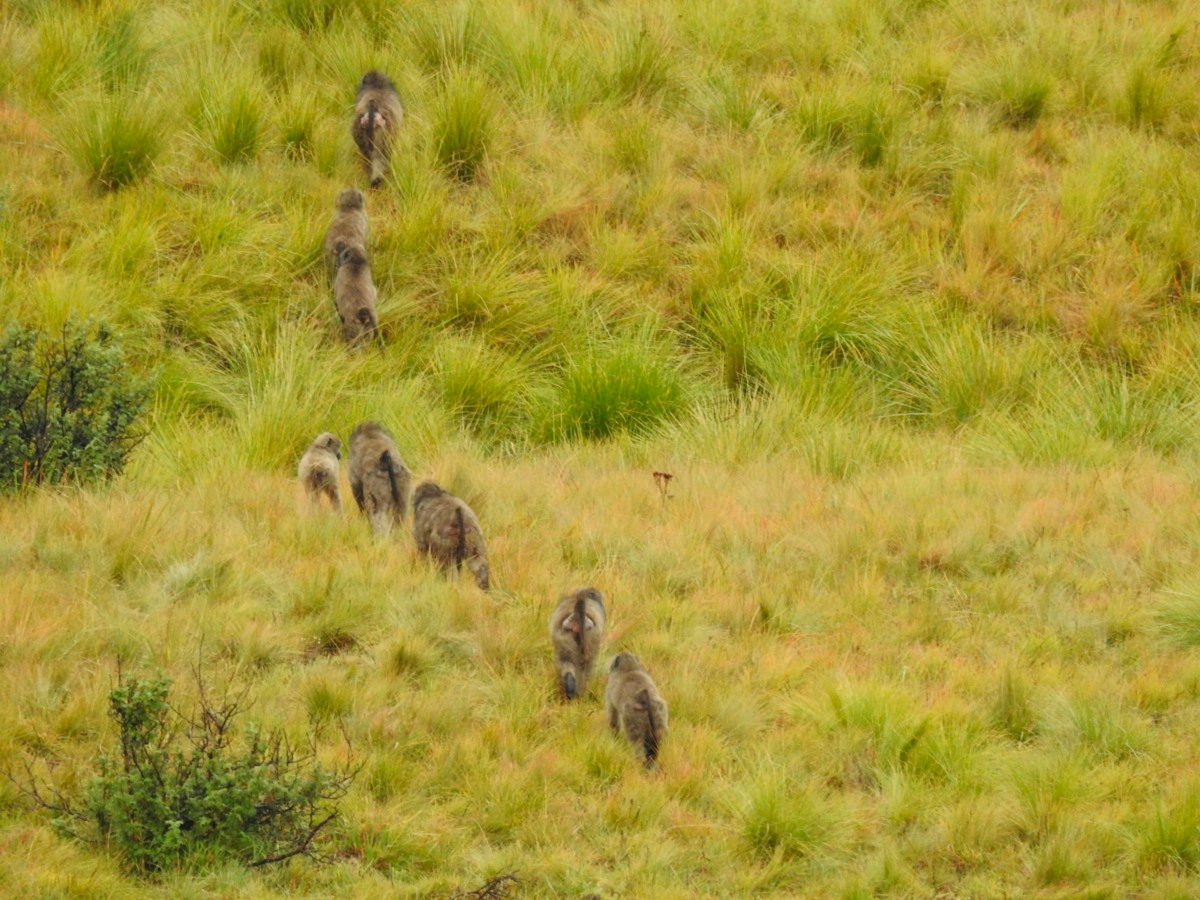 Baboon family on Pillar Cave Hike, Drakensberg Mountains, South Africa