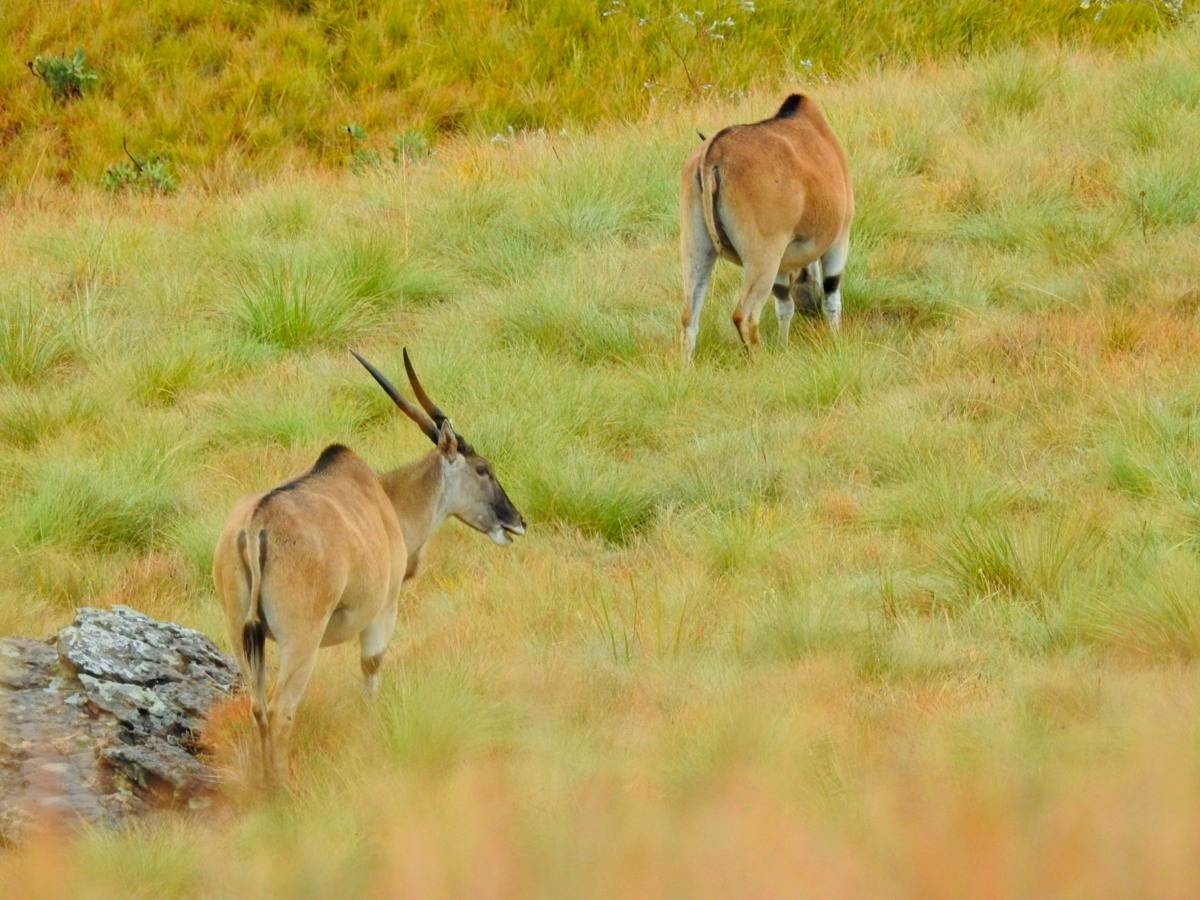 Eland seen on Pillar Cave Hike