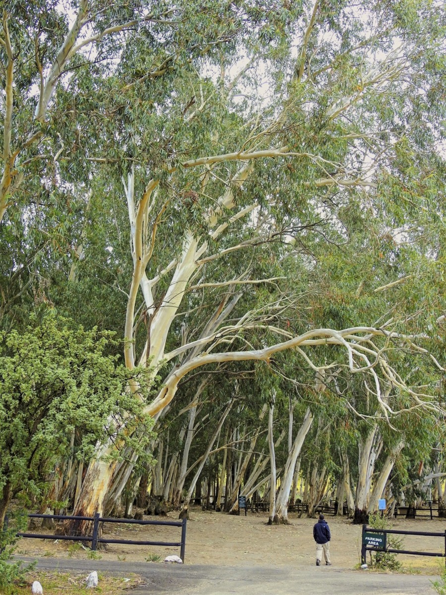 Start of Pillar Cave Hike
